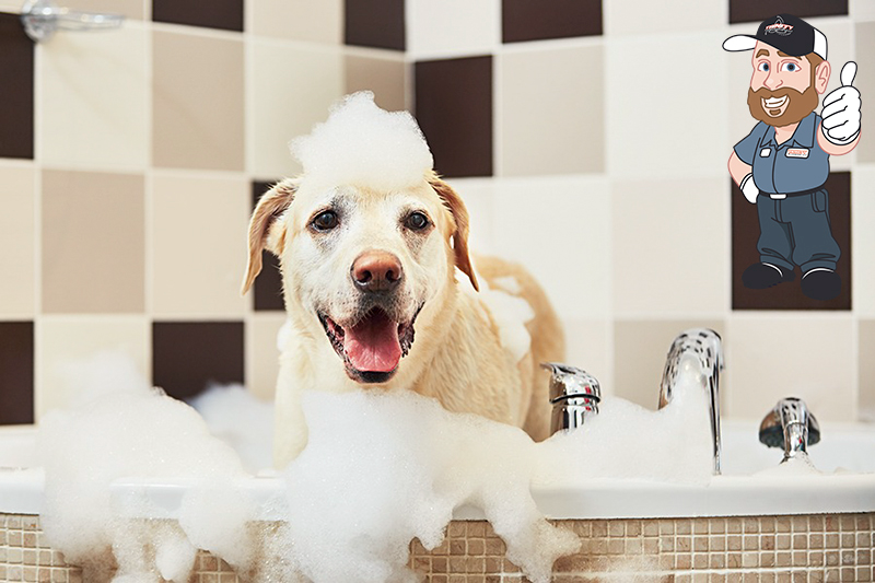 pet shower dog bath luxury plumbing by trinity plumbing