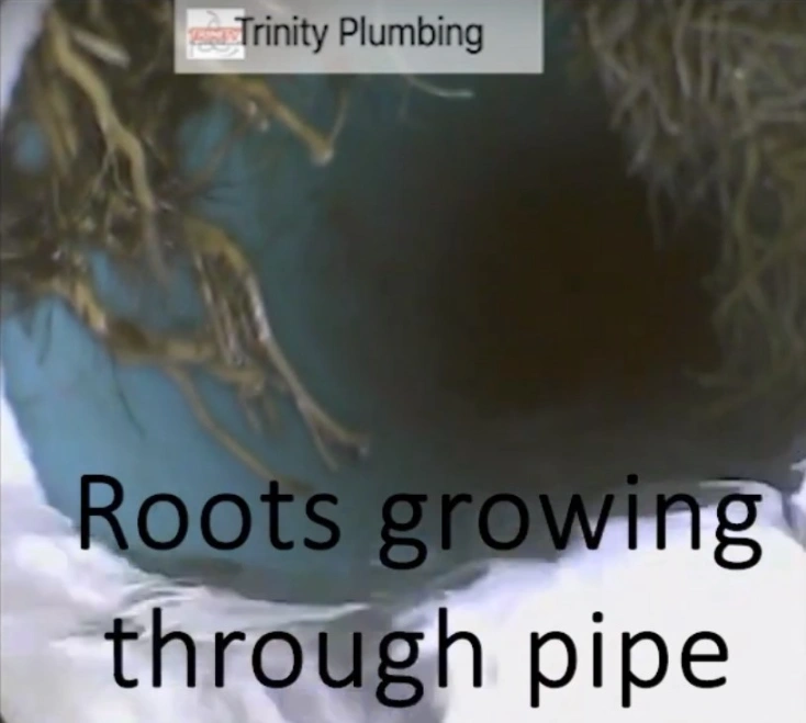 sewer problem root intrusion into pipe trinity plumbing